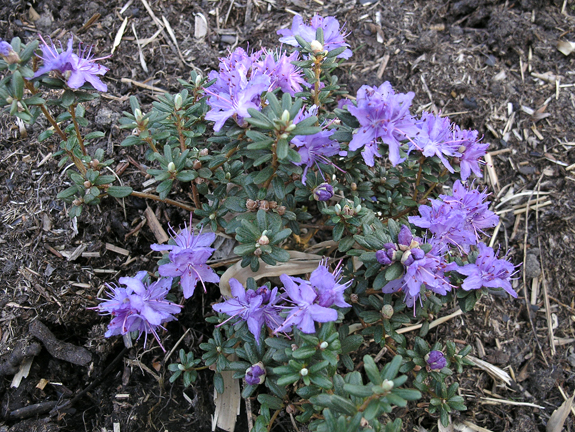 Rhododendron impeditum wk frm.jpg